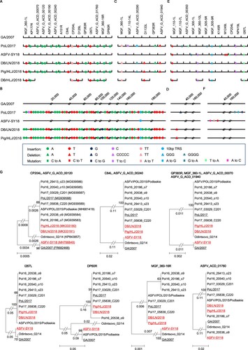 Figure 1. Nucleotide insertions, deletions, and mutations of different Africa swine fever viruses (ASFVs) detected in China. The genome sequences of three Chinese ASFVs and the Polish virus PoL/2017 were compared with the Georgia 2007 isolate GA/2007 virus. (A) Nucleotide insertions within the open reading frames (ORFs). (B) Nucleotide insertions in the noncoding region. (C) Nucleotide deletions within the ORFs. (D) Nucleotide deletions in the noncoding region. (E) Nucleotide mutations within the ORFs. (F) Nucleotide mutations in the noncoding region. The names of the ORFs are shown on the top of each panel. The numbers on the top of the panels indicate the relative genome positions. Eleven ORFs of the DB/HLJ/2018 were sequenced, and the insertions, deletions and mutations in these ORFs are shown in panels A, C, and E, respectively. (G) Phylogenetic trees of proteins encoded by each ORFs. Only one tree is shown when several ORFs have similar trees, but all of the names of the ORFs are shown on the top of the tree. The access numbers of the sequences are shown in the brackets of the first tree. The five viruses shown in panels A–F are underlined in the trees.