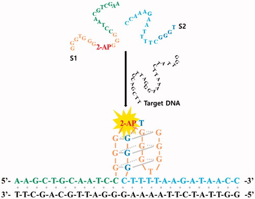 Figure 1. Schematic illustration of the sequence-specific DNA detection using a 2-AP-containing split G-quadruplex (ASG). S1 and S2 are two split G-rich segments linked to a target-specific overhang sequence with S1 only containing 2-AP.