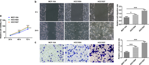 Figure 1. The comparison of cell viability, migration and invasion in normal mammary cells and BC cells HCC1937 and HCC1954. (a) Cell viability was detected by CCK-8 assay. (b) Wound healing assay was performed to assess cell migration. Original magnification 100 ×. (c) Cell invasion was evaluated by transwell assay. Original magnification 100 ×. Data are expressed as mean ± SD. *P < 0.05, ***P < 0.001.