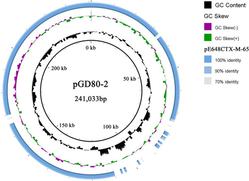 Figure 2 Sequence alignment of the pGD80-2 with the pE648CTX-M-65 generated by the Brig software.