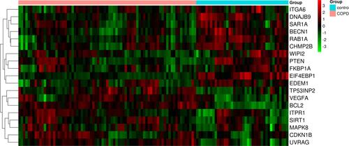 Figure 7 The hot map of 19 autophagy-related remarkable difference genes (p<0.05).