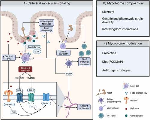 Figure 1. Possible mycobiome-related mechanisms of action in Irritable Bowel Syndrome. (a) Cellular and molecular mechanisms through which host and mycobiome may interact. Part of these interactions were described in IBS and IBS-like rodent models. Others were addressed in the somatic pain field and still need confirmation in IBS (see text). BLP, balloon-like protrusion; CGRP, calcitonin-related gene peptide; CRF, corticotropin-releasing factor; H1R, histamine-1-receptor; PAR2, protease activated receptor 2; PKC, protein kinase C; PLC, phospholipase C; TRPV1, transient receptor potential channel vanilloid 1. (b) Recent observations and considerations regarding the gut mycobiome in IBS. (c) Possible strategies for modulation of the fungal community in patients with IBS. Illustration created with BioRender.com.
