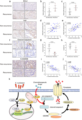 Figure 7. F. nucleatum, YAP, BCL2, caspase-3 and GSDME were clinically relevant. (a) Protein levels of YAP and BCL2 in CRC tissues from non-recurrent and recurrent patients were detected by immunohistochemistry. (b and c) the mRNA expression of YAP and BCL2 was statistically analyzed by qRT‒PCR. (d and e) correlation of the expression levels of F. nucleatum, YAP and BCL2 in human CRC tissues. (f) Protein levels of cleaved caspase-3 and N-GSDME in CRC tissues from non-recurrent and recurrent patients were detected by immunohistochemistry. (g and h) statistical analysis of immunohistochemical immunoreactive score of Remmele and Stegner (IRS) scores of cleaved caspase-3 and N-GSDME proteins. (i and j) correlation of the expression levels of F. nucleatum, cleaved caspase-3 and N-GSDME in human CRC tissues. (k) The schematic model shows that F. nucleatum may affect chemoresistance in CRC cells by inhibiting chemotherapy-induced pyroptosis.