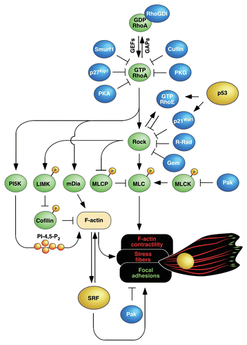 Figure 1 Schematic representation of RhoA signaling elements connected to the regulation of the F-actin cytoskeleton and known inhibitory steps operating in this route. Signaling proteins are shown in green. Transcriptional factors are depicted in yellow. Molecules that inhibit either RhoA or Rock are shown in blue. Activation and inactivation steps are shown as arrows and blunted lanes, respectively. Stress fibers, focal adhesions and nuclei are depicted in red, green and yellow, respectively. Further details can be found in the main text. LIMK, LIM-domain kinase; mDia, mouse Diaphanous homologue; MLC, myosin light chain; MLCK, MLC kinase; MLCP, MLC phosphatase; P, phosphorylation site; PI5K, phosphatidylinositol 5-kinase; SRF, serum responsive factor. Other abbreviations have been described in the main text.