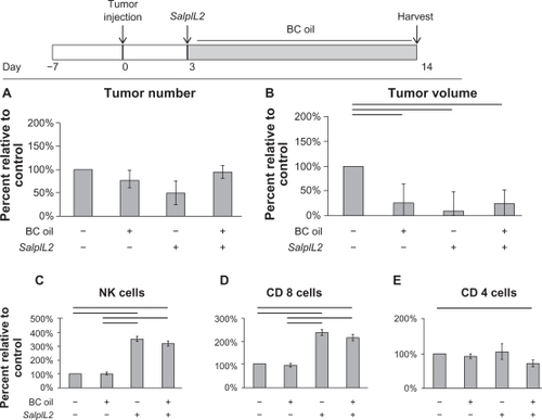 Figure 3 Effect of black cumin (BC; Nigella sativa) seed oil on the SalpIL2 anti-tumor response in mice. On Day 0, 5 × 104 MCA-38 cells were injected intrasplenically to naïve animals. A single oral administration of SalpIL2 and initiation of BC (shaded area) seed oil diet 10% w/w was given to animals on Day 3. Animals were maintained for a total of 14 days prior to collection of tumor and hepatic lymphocyte data (see diagram above). Tumor number (A) and tumor volume (B) in animals fed a diet BC seed oil with and without SalpIL2. Hepatic natural killer (NK) (C), CD8+ T (D), and CD4+ T cell response (E) to SalpIL2 with and without BC oil on Day 14.