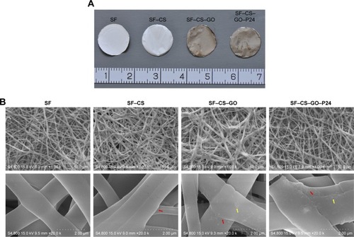 Figure 3 Characterization of electrospun scaffolds.Notes: (A) The overall view images of the SF, SF–CS, SF–CS–GO and SF–CS–GO–P24 electrospun scaffolds. (B) SEM micrographs of four different electrospun scaffolds. The below row (scale bars=2 µm) is the magnification of the electrospun fibers to the scaffolds on the upper row (scale bars=50 µm; red arrows: the contact boundary between the electrospun fibers; yellow arrow: the GO and GO–P24 nanosheets coated on the surface of the electrospun fibers). (C) The AFM images show the surface roughness of the four groups of the electrospun fibers. (D) Typical stress–strain curves, (E) tensile strength, and (F) Young’s modulus (n=5, *P<0.05 are differences between the indicated groups). (G) In vitro degradation curve of the composite scaffolds.Abbreviations: SF, silk fibroin; CS, chitosan; GO, graphene oxide; SEM, scanning electron microscopy; AFM, atomic force microscopy.