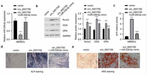 Figure 4. Circ_0001795 promotes osteogenic differentiation of hBMSCs by regulating the expression of miR-339-5p. (a) The relative expression of miR-339-5p was analyzed in hBMSCs upon the overexpression of circ_0001795, in the presence or absence of miR-339-5p mimic. (b) The expression of Runx2, OCN and OPN were analyzed in hBMSCs following circ_0001795 overexpression, in the presence or absence of miR-339-5p mimic. (c-e) Osteogenic differentiation of hBMSCs was evaluated by ALP activity, ALP staining and ARS staining upon overexpression of circ_0001795, in the presence or absence of miR-339-5p mimic.