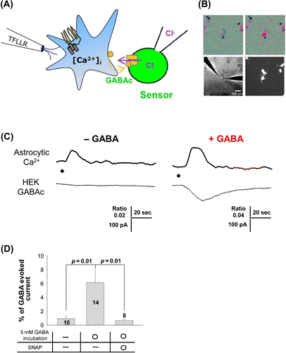 Figure 2. Ca2+-dependent GABA release via the GABA transporter in cultured cortical astrocytes requires pretreatment by GABA. (A) Schematic illustration of sniffer-patch technique. Left pipette, pressure application of TFLLR, a selective agonist of the PAR1 receptor. Right pipette, recording pipette for HEK293T cell expressing GABAC receptors (green). GABA released from cultured astrocyte (blue) upon TFLLR application. On completion of these experiments, GABAC receptors of the sensor cell were fully activated by bath application of GABA (100 µM) so that the response to released GABA could be normalized according to the number of GABA receptors expressed in the sensor cell. Time-dependent reductions in sensor cell currents are due to desensitization of GABAC receptors. (B) Microscope image of sniffer-patch assay. Ca2+ imaging (upper images), GABAC receptor expressed in HEK293T cell and shRNA-transfected astrocyte (lower images). (C) Representative recordings from sniffer-patch assay for each experimental condition (left: normal medium; –GABA; right: pretreatment with GABA; +GABA). Upper trace: Ca2+ transient recorded from astrocyte. Lower trace: whole-cell current recorded from sensor cell (Vh = −70 mV) upon TFLLR pressure application. Diamond: TFLLR application (10 psi, 100 ms, 500 mM). (D) Summary bar graph of GABA release measured under the indicated conditions (SNAP: SNAP5114; GABA transporter inhibitor), with values normalized as described above. Significance was determined by a paired Student's t-test.