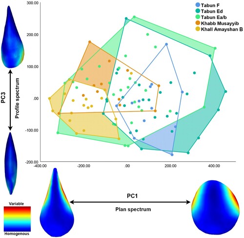 Figure 7. Scatter plot of PC1 and PC3 for the five study assemblages showing convex hull distributions. The west Nefud assemblage distributions are shown on top of Tabun Ea/b and Tabun F is shown on top of Tabun Ed. The PC1 spectrum models are −350 and +400; the PC3 spectrum models are −150 and +250.