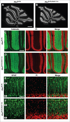 Figure 4. Normal organization of Purkinje cells and Bergmann glia in Pfn1flx/flx,Math1-Cre mice. (A and B) Propidium iodide-stained cerebellar sections of a Pfn1flx/flx control and a Pfn1flx/flx,Math1-Cre mouse at P30. Scale bar in A corresponds to 1 mm. (C and D) Calbindin immunoreactivity (green) revealed a normal density and organization of Purkinje cells in Pfn1flx/flx,Math1-Cre mice at P30. Sections were counterstained with propidium iodide (PI, red). Scale bar in C corresponds to 100 μm. (E and F) Likewise, the density and organization of Bergmann glia appeared normal in Pfn1flx/flx,Math1-Cre mice, as judged from GFAP immunoreactivity (green). Scale bar in E corresponds to 50 μm.