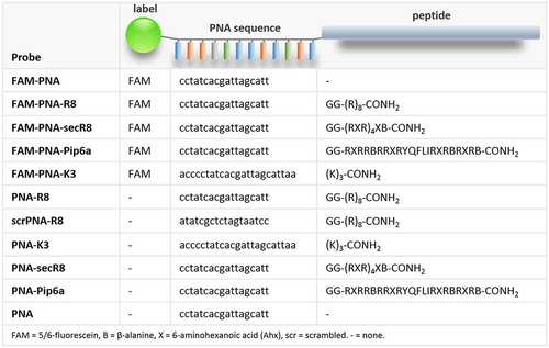 Figure 1. Structure of PNA-CPP probes. Left to right: fluorophore (‘label’), PNA-sequence and cell penetrating peptide (‘peptide’) are specified. FAM = 5/6-fluorescein, B = β-alanine, X = 6-aminohexanoic acid (Ahx), scr = scrambled. – = none