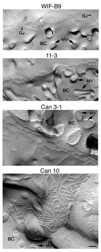 Figure 3. Freeze-fracture replicas of cell lines expressing typical hepatocyte polarity. BC, bile canaliculus; GJ, gap junction; MV, microvilli. Bar, 100 nm.