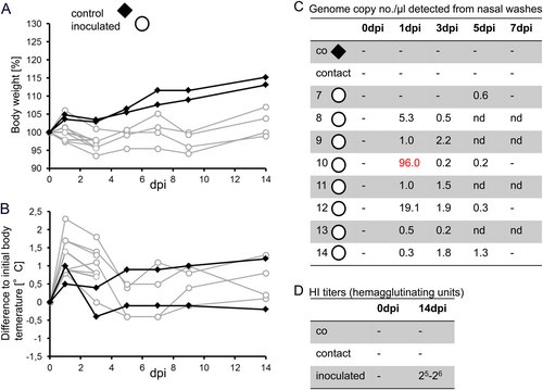 Fig. 5 Body weight, temperature, shedding and seroconversion in ferrets.A Change in body weight data of inoculated ferrets (open circle) and contact ferrets (filled diamond), and B change in body temperature of intranasally infected and contact ferrets. C Tabular summary of viral RNA loads detected from nasal washing samples as expressed by genome copy number per µl; the only sample from which virus could be re-isolated is highlighted in red. D Tabular summary of hemagglutination inhibition titers in sera from infected and sentinel animals