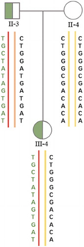 Figure 5. Pedigree of haplotype construction of the POGA family. III-4, II-3, and II-4 represent the female patient, her father, and her mother, respectively. The red lines were carrying haplotypes, yellow lines and brown line were normal haplotypes. The carrying haplotype of III-4 was inherited from her father (II-3), and the normal haplotype of III-4 was inherited from her mother (II-3).