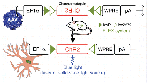 Figure 5. Photostimulation of neurons in behaving animals: combining Cre-driver mice and stereotaxic-based delivery of adeno-associated virus (AAV) expressing Cre-dependent channelrhodopsin (ChR2). ChR2 are nonspecific cation channels, conducting H+, Na+, K+, and Ca2+ ions. ChR2 absorbs blue light with an absorption spectrum maximum at 480 nm resulting in the opening of a pore in the trans-membrane protein and depolarization of neurons by allowing for the flow of ions according to their electrochemical gradient.Citation102,103 Other Abbreviations: Cre, Cre recombinase; EF1α, archaeal elongation factor 1 α; loxP, locus of X-over P1; lox2272, variant of loxP; pA, poly A tail; WRPE, woodchuck hepatitis virus posttranscriptional regulatory element.