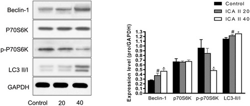Figure 7 The impact of ICAII on the expression of autophagy-related proteins in DU145 cells. Levels of Beclin-1, p70S6K, p-P70S6K, and LC3-II/I in DU145 cells were quantified. *P <0.01, vs control; #P <0.05, vs control.