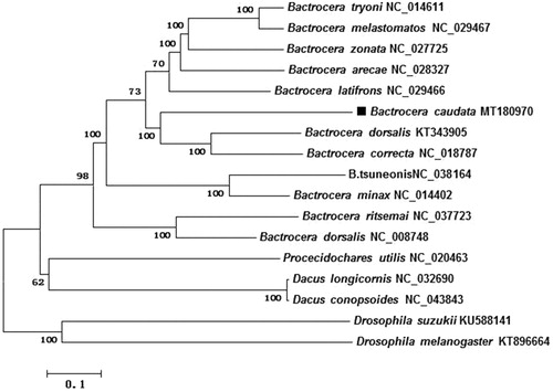Figure 1. Neighbor-joining (NJ) phylogenetic tree of Bactrocera proprediaphora based on concatenated nucleotides of the 13 PCGs and 2 rRNAs by MEGA 6.0.