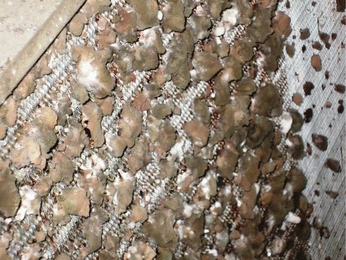 Fig. 1. Image of fouling at Tampa site, downstream side of coil. Visible fouling is fungal growth.