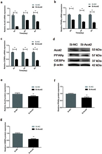 Figure 3. Interfering with the Acot2 gene during the adipogenic differentiation affects the mRNA and protein expression of the PPARγ and C/EBPα genes. (a) Interfering with the change of the Acot2 gene. (b,c) Interfering with the Acot2 gene affects the mRNA expression of PPARγ and C/EBPα. (d) Interfering with the Acot2 gene affects the protein expression of PPARγ and C/EBPα. (e-g) The density analysis of the protein immunoblotting (*P < 0.05, **P < 0.01, Si-NC is the control group, Si-Acot2 is the interference group)