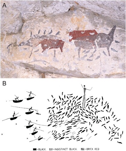 Figure 11. From the Eastern Cape Drakensberg, the upper painting (a) depicts an underwater encounter between a !Khwa-ka-!gi:xa tamer-of-the-rain and two dark !Khwa-ka-xoro rain’s animals surrounded by fish. The rain’s animals are superimposed on two bichrome eland, not by chance, because the eland is the quintessence of supernatural potency and itself came to symbolise the rain. In (b) we see Patricia Vinnicombe’s re-drawing of (part of) a “fishing scene” on the Tsoelike, not far from Sehlabathebe. A.J. Goodwin (Citation1949) noted the “fishing scenes” at Kenegha Poort and Mpongweni on the south-eastern side of the Drakensberg Escarpment and in 1960, Vinnicombe, already familiar with the Drakensberg “scenes”, began finding images of fishing in high Maloti (Vinnicombe, Citation1960). The human figure standing amongst the fish she thought must have been unrelated. Thanks to her own (1976), Lewis-Williams’s (Citation1981:112) and others’ later research, what we now know of San cosmology allows us to see the human figure underwater, controlling the movements of the subaquatic game. Images from ARADA, Rock Art Research Institute.