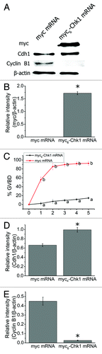 Figure 3. Chk1 overexpression inhibited GVBD in mouse oocytes. (A) Western blot for Chk1, Cdh1 and Cyclin B1 (n = 200 oocytes each lane). GV stage oocytes were injected with myc or myc6-Chk1 mRNA and arrested in M2 medium containing 2.5 μM milrinone for 2 h before being collected for western blot. (B) Change of myc was calculated by gray-scale analysis using the software Quantity One (Bio-Rad). Levels of expression were normalized to levels of β-actin and each bar represents mean ± SEM (n = 3). *, p < 0.05. (C) The rates of GVBD oocytes in the myc or myc6-Chk1 mRNA injected group. The oocytes were washed thoroughly and cultured in milrinone-free M2 medium after 2 h arrest in 2.5 μM milrinone. Data are presented as mean percentage (mean ± SEM) of at least three independent experiments. Different superscripts indicate statistical difference (p < 0.001). (D-E) Gray-scale analysis of Cdh1 and Cyclin B1. The software Quantity One (Bio-Rad) was used to analyze the relative levels of Chk1, Cdh1 and Cyclin B1 after Chk1 mRNA injection. Levels of expression were normalized to levels of β-actin and each bar represents mean ± SEM (n = 3). *, p < 0.05.