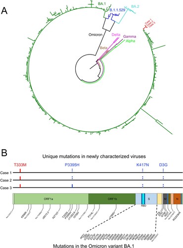 Figure 1. Sequence analysis of the newly characterized SARS-CoV-2 Omicron variant sequences. (A) Phylogenetic tree was constructed by the maximum likelihood method using the GTR model for the complete genome sequences from Cases 1, 2, and 3. Three different clades of the Omicron variant as well as reference sequences from Alpha, Beta, Gamma, and Delta. The three new sequences are shown in red. (B) Locations of unique mutations in the SARS-CoV-2 genome. The mutations that are in Omicron BA.1 but not in the new sequences (dotted blue ticks) and the mutations that not found in Omicron BA.1 (red ticks) in the new sequences are indicated. The P3395H mutation that was found in Case 3 but not in Cases 1 and 2 is indicated by the solid blue tick. The signature mutations in the Omicron BA.1 are shown below the genome structure.