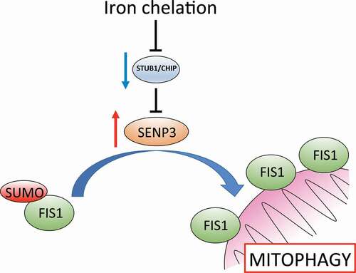 Figure 1. Iron chelation with deferiprone leads to reduced protein levels of the ubiquitin ligase STUB1/CHIP, which promotes degradation of the deSUMOylating enzyme SENP3. Reduced STUB1/CHIP levels lead to stabilization of SENP3, favoring deSUMOylation of its substrate FIS1. FIS1 deSUMOylation leads to an enhancement of FIS1 localization at the outer mitochondrial membrane, permitting the induction of mitophagy.