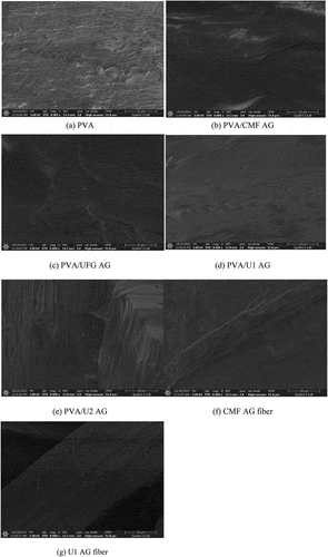 Figure 2. (a-e) FESEM images of the fracture surface PVA and bio-composite PVA/CMF; and (e, f) Morphology of CMF and U1 AG fiber.