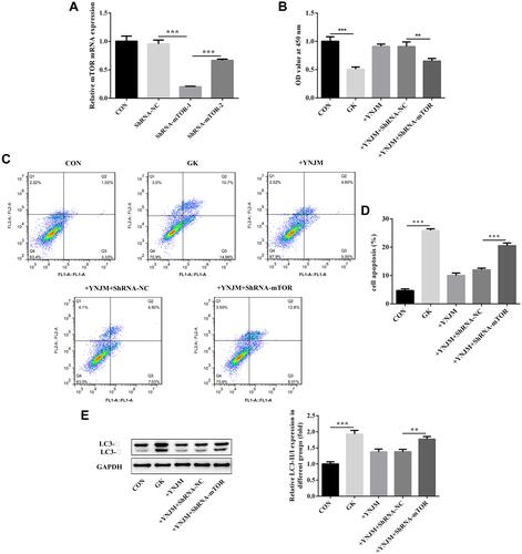 Figure 6 (A) qPCR was used to analyze transfection efficacy of shRNA-mTOR-1 or shRNA-mTOR-2 plasmids. (B–D) mTOR knockdown reversed the effects of YNJ on podocytes proliferation and apoptosis separately analyzed by CCK8 assay or flow cytometry. (E) mTOR knockdown reversed the effects of YNJ on autophagy through analyzing the ratio of LC3-II/LC3-I which evaluated by Western blots. Data were shown as mean±SD. **p<0.01 or ***p<0.001.