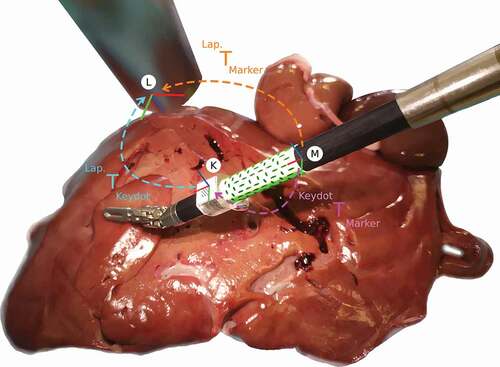 Figure 3. Ex vivo experiment, where the surgical tool moves over a porcine liver, and illustration of the coordinate frames and their transformations. The coordinates frames represent the Marker (M), the KeyDot (K), and the Laparoscope (L).