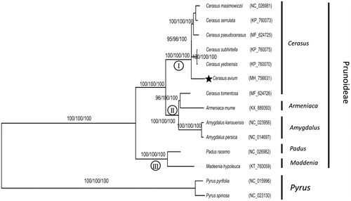 Figure 1. Phylogenetic tree of Cerasus avium with other 13 species belonging to Prunoideae, Rosaceae family. Tree was inferred from the complete chloroplast genome sequences using the ML method with a GTR model, MP method, and NJ method with a K-2P model. Only the framework of the ML tree was presented. Numbers in the nodes were the bootstrap values from 1000 replicates with an arrangement of ML/MP/NJ methods. Symbol (I, II, III) in the nodes represent three clades in subfamily Prunoideae.