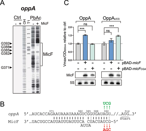 Figure 2. MicF regulates oppA through direct base pairing. (A) Lead acetate (PbAc) probing of γ-oppA with MicF. γ-oppA was incubated for 10 min with or without MicF (0.1 μM) prior to the addition of PbAc. Ctrl; non-reacted controls, OH; alkaline ladder, T1; and RNase T1 ladder. Numbers on the left indicate nucleotide position relative to P1 transcriptional start site (see Fig. 8A). The putative MicF pairing site is indicated with a bracket. Competing yeast tRNA was used at a concentration of 0.15 mg/ml. (B) Schematization of MicF pairing site on the oppA mRNA. Mutations introduced in MicF to obtain MicFCGA are indicated in red. Compensatory mutations introduced in oppA to obtain oppAUCG are indicated in green. (C) β-galactosidase assay of OppA-LacZ (left) or OppAUCG-LacZ (right). Expression of micF and micFCGA was induced by the addition of 0.025% and 0.75% arabinose, respectively, at OD600nm = 0.5. Samples (N = 3, mean ± SD) were taken at OD600nm = 2.0. ***p = 0.0010, ns: p > 0.05, unpaired two-tailed Student’s t test. Representative Northern blots of MicF are shown. 5S rRNA was used as a loading control.