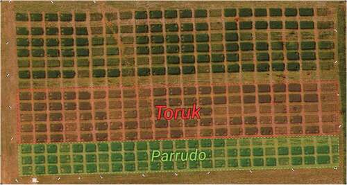 Figure 2. Orthomosaic image showing the experimental area (crop field of 60 m × 20 m), with two types of winter Brazilians wheat. Toruk plots are highlighted by the red rectangle and the Parrudo plots are highlighted by the green rectangle (acquired on August 28, 2018).