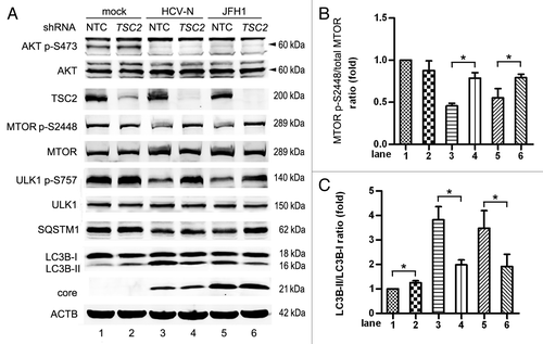 Figure 6. HCV inhibits the AKT-TSC2-MTORC1 pathway to induce autophagy. (A) Mock-infected Huh7 (mock), HCV-N cells and Huh7 infected with 10 MOI JFH1 virus (JFH1) were transduced with TSC2 shRNA or nontarget shRNA (NTC) via lentivirus on day 3 postinfection and harvested at 5 d postinfection. Cell lysates were prepared and phosphorylation of AKT, MTOR and ULK1, SQSTM1, LC3B and HCV core protein were analyzed by western blot. ACTB was used as a sample loading control. (B and C) The MTOR p-S2448/total MTOR ratio and the LC3B-II/LC3B-I ratio from at least three independent experiments of (A) were shown. *p < 0.05 was considered significant.