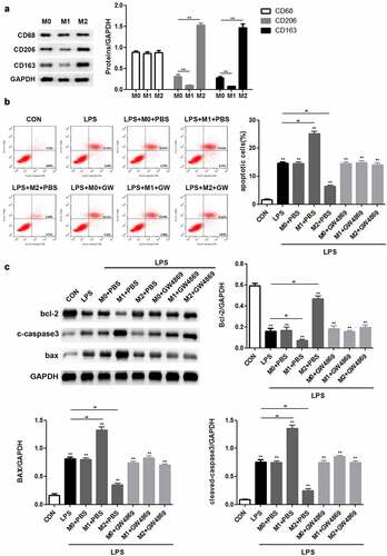 Figure 1. M2 macrophages inhibit apoptosis of LPS-induced podocytes through secreting exosomes. (a) Western blot analysis of CD68, CD206 and CD163 expression levels. (b) Flow cytometric analysis was carried out to ascertain the mode of action of macrophages in podocyte injury. (c) After LPS, M0, M1, M2 and GW4869 treatments, the expression of Bax, Bax, and cleaved caspase 3 in podocytes was detected by Western blotting. LPS, lipopolysaccharide; M0, M1, M2, different subtypes macrophage. **P < 0.01.