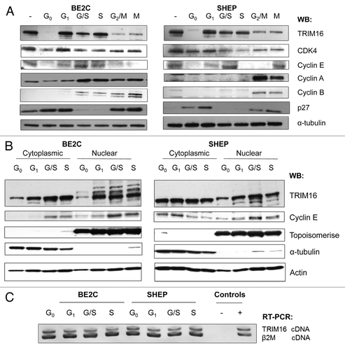 Figure 2. TRIM16 protein expression is cell cycle dependent. (A) Western blots show TRIM16 expression at various phases of the cell cycle in two neuroblastoma cell lines. Two neuroblastoma cell lines (BE2C and SHEP) were used. Markers of the cell cycle phases: CDK4 for G1, Cyclin E for G1/S, Cyclin A G2/M and cyclin B for mitosis (M) were used. The α-tubulin antibody was used as a loading control. Representative panels are displayed of three replicate runs. (B) Cells were synchronized; the cytoplasmic and nuclear lysates were analyzed by western blot. Topoisomerase was used as a nuclear marker and α-tubulin as a cytoplasmic marker. (C) RT-PCR with TRIM16 primers and β 2-microglobulin (β2M) primers (template and loading control). cDNA samples were obtained from synchronized cells and subjected to competitive RT-PCR and gel electrophoresis. Representative gel image displayed.