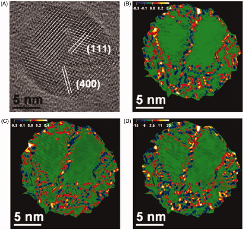 Figure 1. HRTEM micrographs of nanoparticles obtained by thermal decomposition controlling the size by seed-growth (showing strains responsible for lowering the magnetisation. Reproduced with permission from Levy et al. [Citation37]).