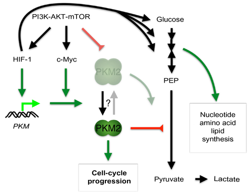 Figure 2 Role of hypoxia-inducible factor 1 (HIF-1) in regulating bioenergetics and biosynthesis through the induction of pyruvate kinase M2 (PKM2) in proliferating cancer cells.