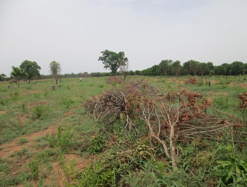 Figure 3. The ruins of an outgrower scheme: removed trees (2017). Source: the authors.