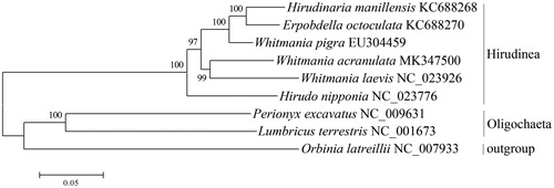 Figure 1. Neighbor-Joining phylogenetic tree inferred from nucleotide sequence dataset of 13 protein-coding genes for 9 Clitellata mitochondrial genomes.