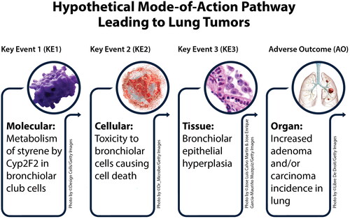 Figure 1. Hypothetical Mode-of-Action pathway leading to lung tumors.