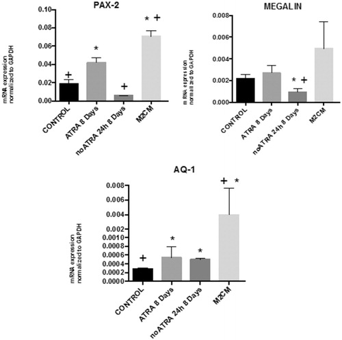 Figure 5. qRT-PCR analysis of PAX-2, MEGALIN, and AQUAPORIN-1. Total RNA was extracted from ASC untreated (Control); ASC treated with ATRA for 7 days (ATRA), below ATRA withdrawal for 24 h (−ATRA), treated with anti-inflammatory macrophages conditioned medium for 24 h following ATRA withdrawal (−ATRA + M2CM). N = 4. Data are means ± SD. *p < .05 versus untreated. +p < .05 versus ATRA.