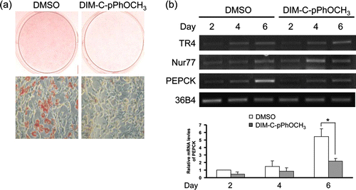 Figure 1.  Effect of Nur77 agonist on adipocyte differentiation. (a) At 2 days post-confluence, 3T3-L1 cells were differentiated by standard protocol in the absence or presence of 20 µM DIM-C-pPhOCH3 and then stained with Oil Red O on day 7 to determine the effect of DIM-C-pPhOCH3 on adipogenesis. (b) 3T3-L1 cells were harvested on indicated days after the induction of differentiation and the mRNA levels of TR4, Nur77 and PEPCK were analyzed by RT-PCR analysis. The data shown are representative of three individual experiments (a and b). Relative mRNA levels of the PEPCK genes are expressed as mean±S.D. of three individual experiments (*P < 0.05).