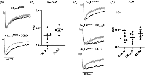 Figure 5. No effect of DCRD peptide over CaV1.2Δ1820 calcium-dependent inactivation: (a) and (c) Representative trace of CaV1.2Δ1820 barium current (black line) and calcium current evoked by a 0 mV depolarizing pulses from control AD293 cells (a) or AD293 cells overexpressing calmodulin (c). IBa and ICa currents were scaled to the same amplitude for comparison. (b) and (d) Graph shows the mean ± SEM of CDI fraction from AD293 control cells (n = 5) (b) or AD293 cells overexpressing calmodulin (n = 8 for control, n = 6 for DCtermD, and n = 6 for DCRD peptide). The control data set of panel B is the same used in Figure 2c. *p < 0.05 with respect to control.