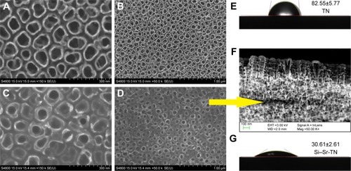 Figure 2 The water droplet images and the contact angle values of (E) the TNs and (G) the Si–Sr-TNs and the FESEM images of the TNs (A and B) and the Si–Sr-TNs (C and D). Cross-section morphology of the Si–Sr-TNs (F).Abbreviations: FESEM, field-emission scanning electron microscopy; Si, silicon; Sr, strontium; TN, titania nanotube.