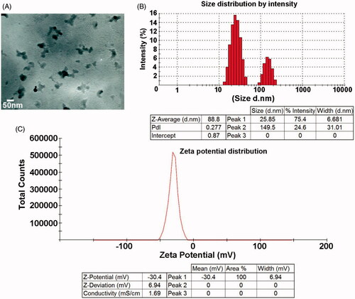 Figure 2. The structural analysis of ZnS nanoparticles by TEM. (A) TEM image confirms the morphology and size of the nanoparticles as spherical and 50 nm. (B) Size distribution of ZnS nanoparticles. (C) Zeta potential of ZnS nanoparticles.