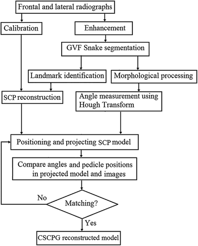 Figure 5. CSCPG spine modelling procedure.