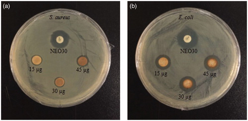 Figure 6. Zones of inhibition of purified Cs-AgNps suspensions (15, 30 45 μL) and Neomycin (NEO30) as standard antibiotics as control against S. aureus (a) and E. coli (b).