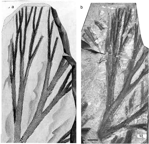 Figure 11. Lepidodendron selaginoides Sternberg, Národní muzeum (Prague), Specimen E 4744 (lectotype); Svinná, Czech Republic; Whetstone Horizon (Duckmantian). (a) Original illustration from Sternberg (Citation1821). (b), photo by Lenka Váchová; scale bar = 10 mm.