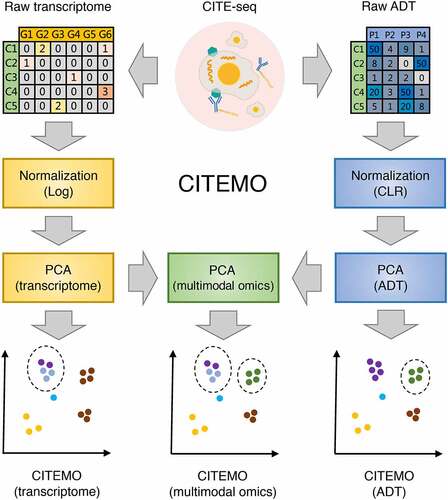 Figure 1. The workflow of CITEMO framework. The multimodal omics data obtained from the experiment are divided into raw transcriptome and raw ADT. They are normalized after preliminary quality control, and then applied PCA dimensionality reduction, respectively. On the one hand, the low-dimensional representations of the transcriptome and ADT are used for clustering. On the other hand, they are used for multimodal omics clustering by PCA dimensionality reduction. Finally, the clusters of transcriptome, ADT and multimodal omics are visualized using UMAP of multimodal omics.